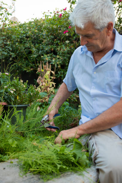 istock Mature man gardening with a shear 1160087728