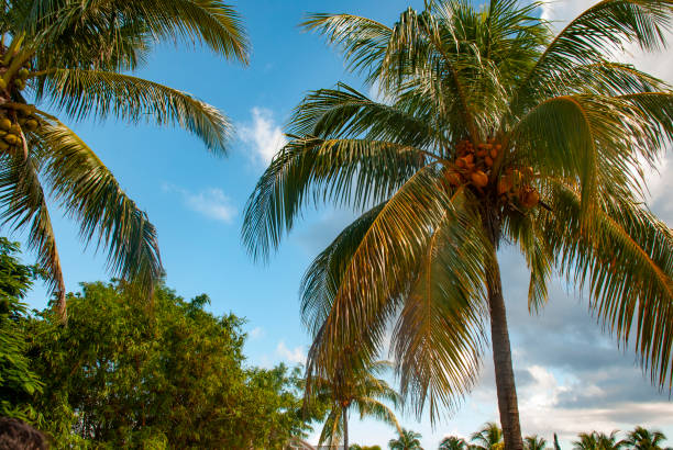 Tall palm trees in George Town, Grand Cayman Island