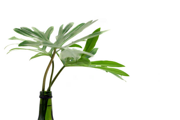 istock Philodendron's branch in reuse green bottle on isolated white background with copy space, home decor idea 1160089571