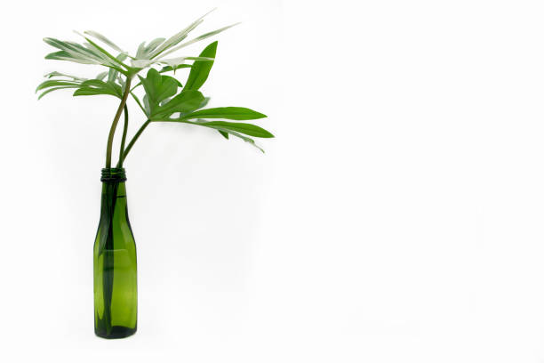 istock Philodendron's branch in reuse green bottle on isolated white background with copy space, home decor idea 1160089592