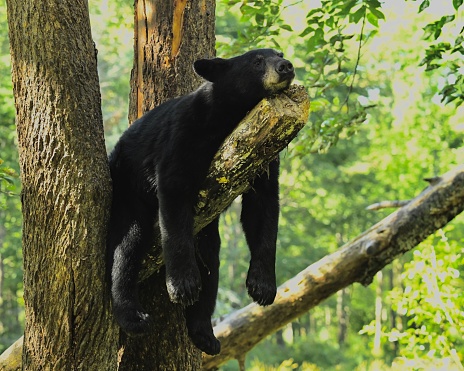 Black Bear resting after a hard day.