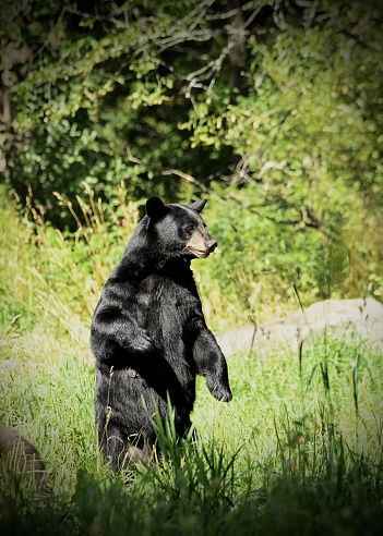 Black Bear standing on his hind legs and checking out what's around.