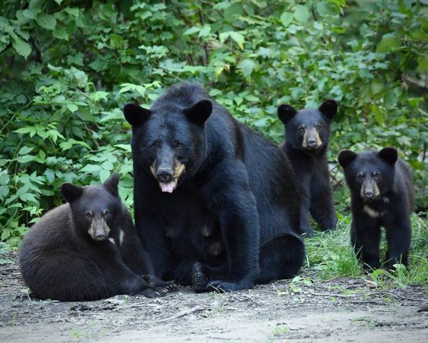 Black Bear Family Mom and the kids all looking at me. black bear cub stock pictures, royalty-free photos & images