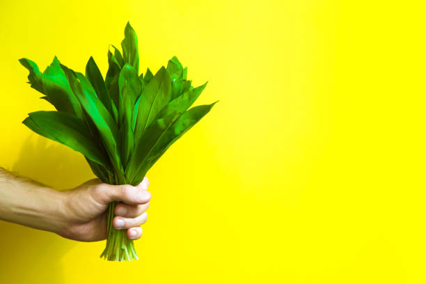 Fresh ramson in hand. Man hand holding fresh ramson. Yellow background. Copy space. wild garlic leaves stock pictures, royalty-free photos & images