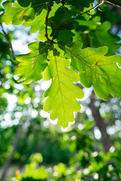 istock Acorn green leaves close up macro bright sunlight nature outdoors forest 1160092708