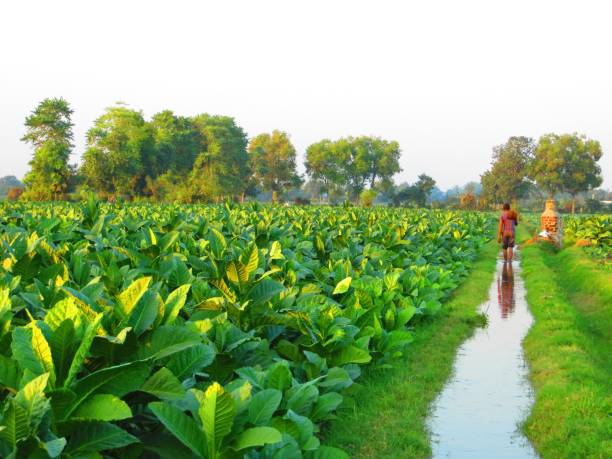 Photo of a tobacco farm in North West India that had just been watered.
