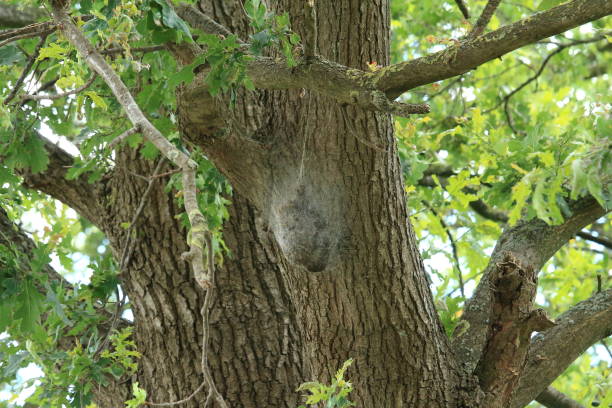 The spin The nest of the oak processionary moth caterpillar's nest stock pictures, royalty-free photos & images