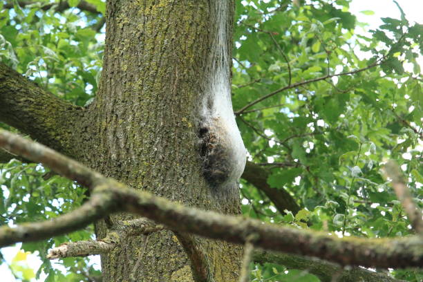 The spin The nest of the oak processionary moth caterpillar's nest stock pictures, royalty-free photos & images