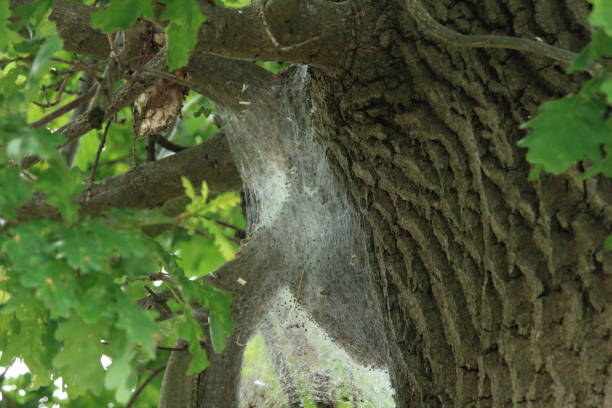 The spin The nest of the oak processionary moth caterpillar's nest stock pictures, royalty-free photos & images