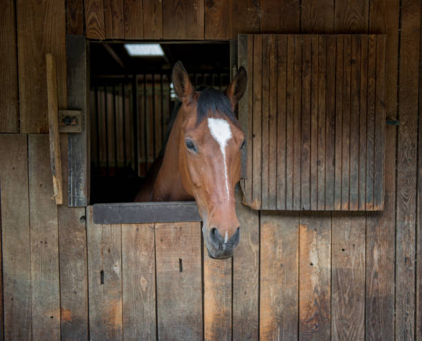 istock horse in the stable 1160096151