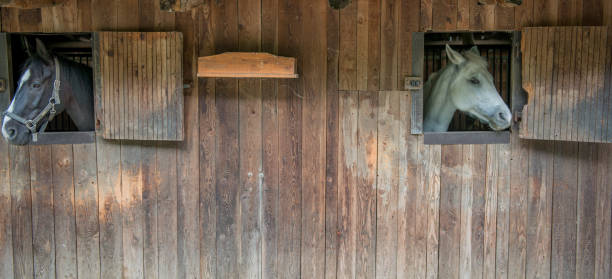 istock horse in the stable 1160096162