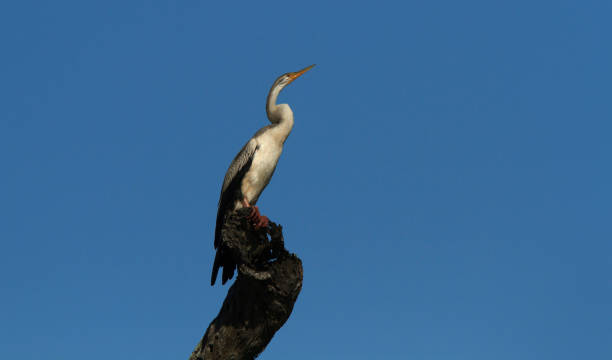 istock Australasian Darter with blue sky background 1160096875