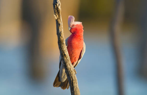 Galah at outback billabong in Australia stock photo