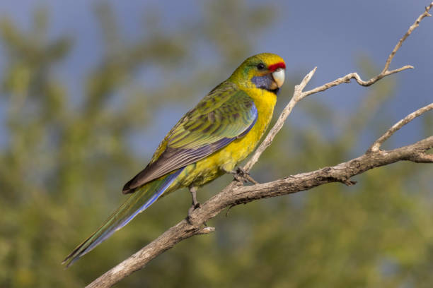 Green Rosella Parrot stock photo