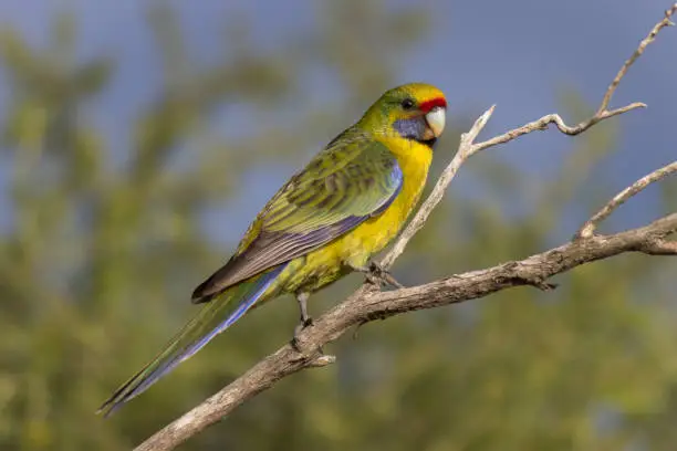 Green Rosella, Platycercus caledonicus, perched on a tree branch in southern Tasmania, Australia
