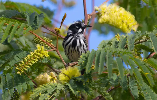 New Holland Honeyeater, Phylidonyris novaehollandiae perched in a wattle tree with yellow flowers.