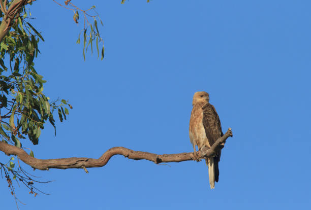 Whistling kite with copy space A Whistling Kite, Haliastur sphenurus, sitting on a branch with blue sky background in Australia haliastur sphenurus stock pictures, royalty-free photos & images