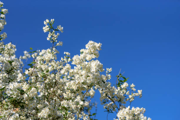 istock Beautiful blooming Jasmine in the blue sky 1160097904
