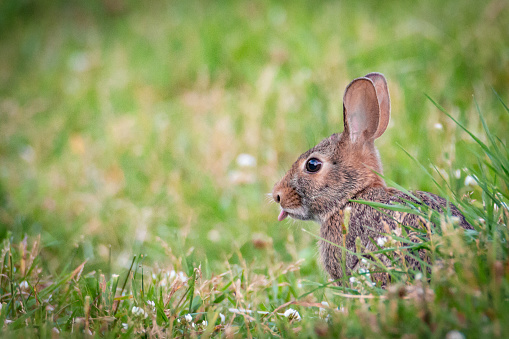 Wild Rabbit - Oryctologus cuniculus - Sitting In The Green Grass Enjoying Its Meal