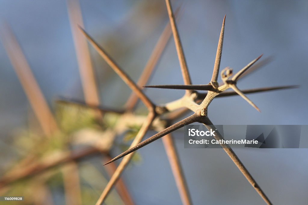 아카시아 thorns - 로열티 프리 가시 스톡 사진