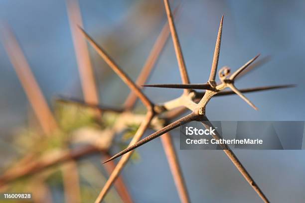 Foto de Acácia De Espinhos e mais fotos de stock de Acácia - Acácia, Afiado, Arbusto