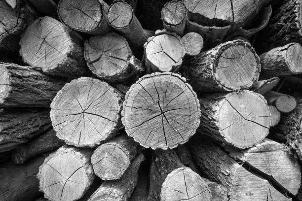 istock Stacking Firewood For Optimal Seasoning 1160099899