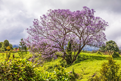 Purple Jacaranda Trees along the road to Kula, Upcountry, Maui