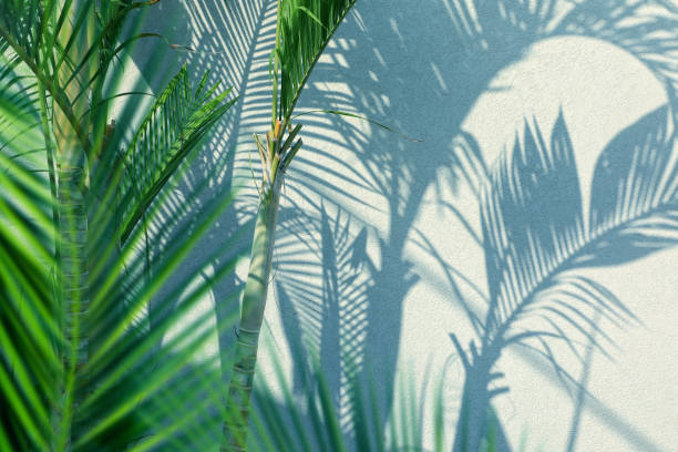 istock palm trees leaves and shadows on wall 1160107503