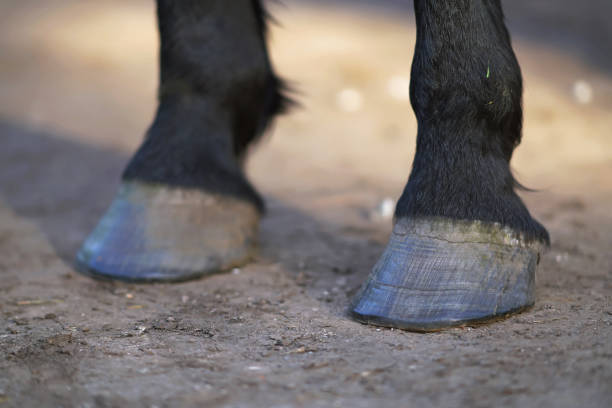 istock Thoroughbred brown Latvian riding horse legs standing outdoors on a ground in spring 1160108732