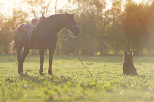 thoroughbred brown latvian riding horse with a saddle staying on a green grass being held on a lead by a black long-haired german shepherd dog on sunset - german countryside imagens e fotografias de stock