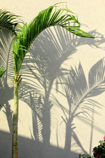 istock palm trees leaves and shadows on wall 1160109183