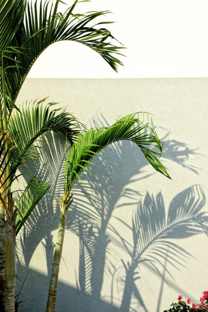 istock palm trees leaves and shadows on wall 1160109483