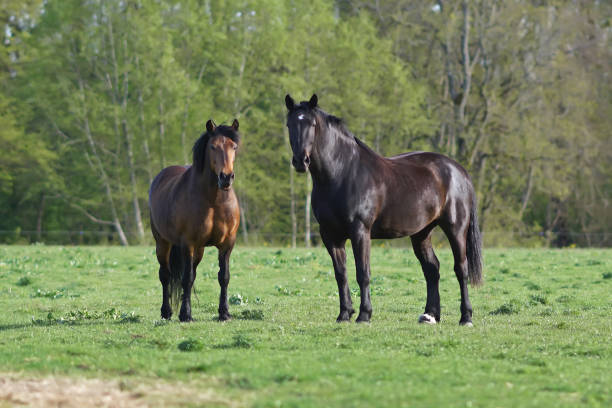istock Two thoroughbred brown Latvian riding horses standing outdoors on a pasture in spring 1160110597