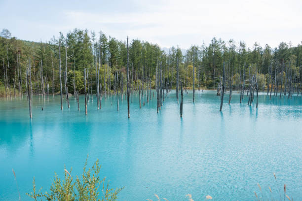 istock Summer blue pond in Biei 1160110720