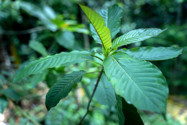 mitragyna speciosa korth (kratom) est un médicament de la plante. c'est une plante médicinale et est addictif. - depressant photos et images de collection