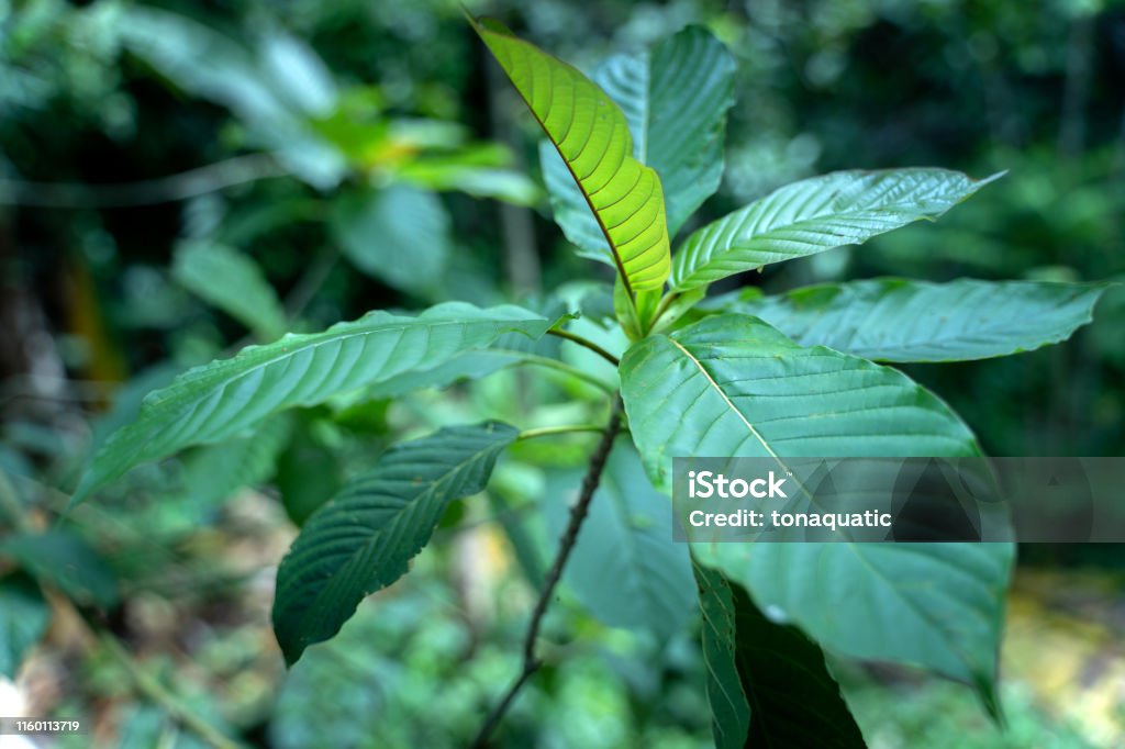 Mitragyna speciosa Korth (Kratom) is drug from plant. It is a medicinal plant and is addictive. Kratom Stock Photo