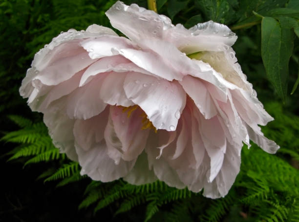 Peony stock photo