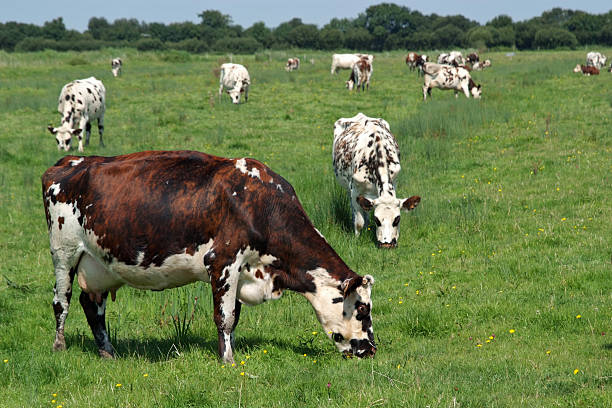 a picture of a field of cows eating grass - normandiya stok fotoğraflar ve resimler