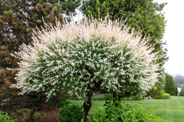 istock Beautiful blossom tree in the garden 1160117986