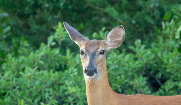 istock Deer in the Dunes Cedar Beach NY #4 1160118012
