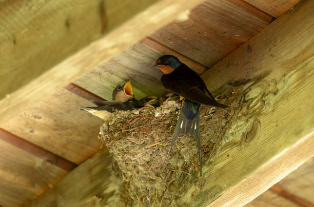 istock Young barn swallow in the nest under the barn roof. 1160118828