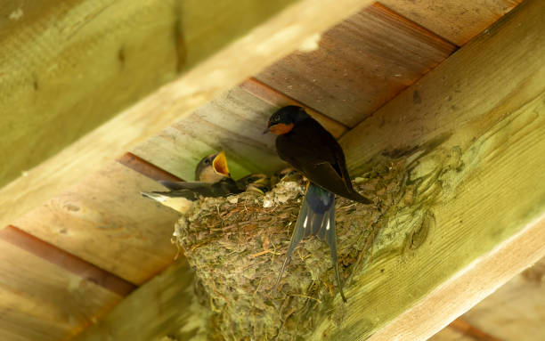 istock Young barn swallow in the nest under the barn roof. 1160118837