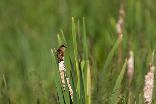 Small North American songbird in the natural environment