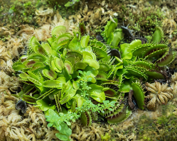 venus fly trap plant. - venus flytrap carnivorous plant plant bristle imagens e fotografias de stock