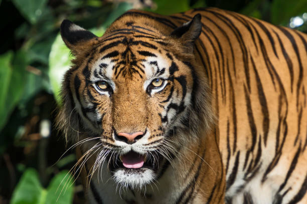 istock Portrait of tiger. 1160119343