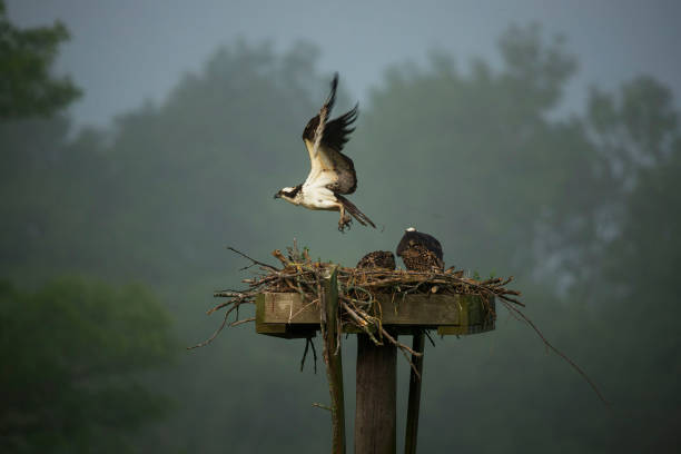istock Western osprey,(Pandion haliaetus) sitting on the nest. 1160119372