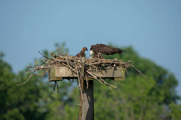 istock Western osprey,(Pandion haliaetus) sitting on the nest. 1160119374