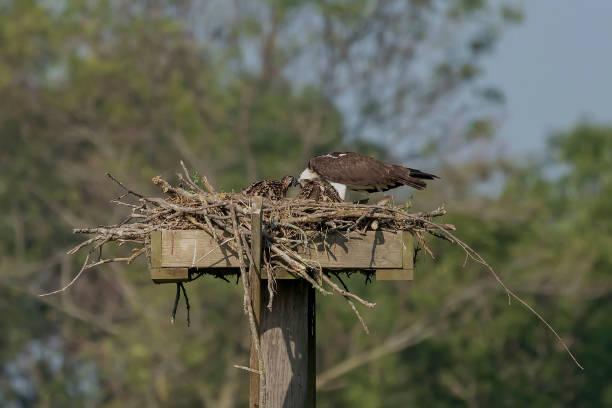 istock Western osprey,(Pandion haliaetus) sitting on the nest. 1160119380