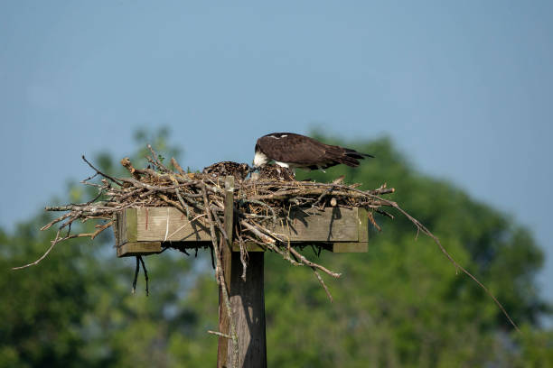 istock Western osprey,(Pandion haliaetus) sitting on the nest. 1160119381