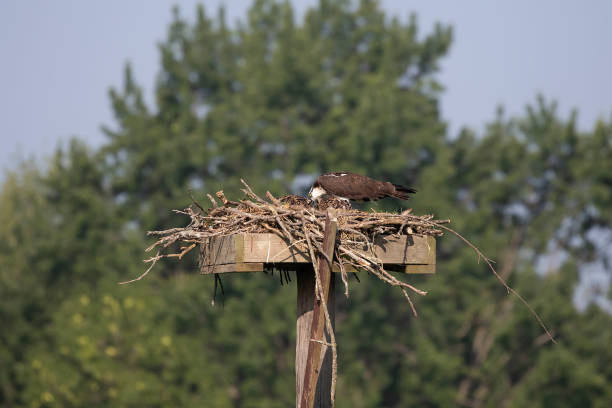 istock Western osprey,(Pandion haliaetus) sitting on the nest. 1160119392